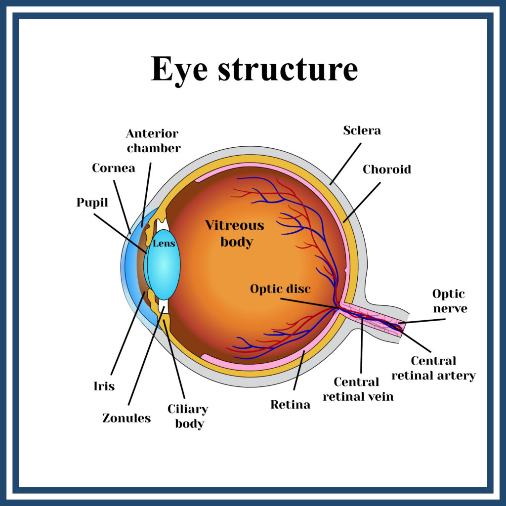 converted-eyestructure